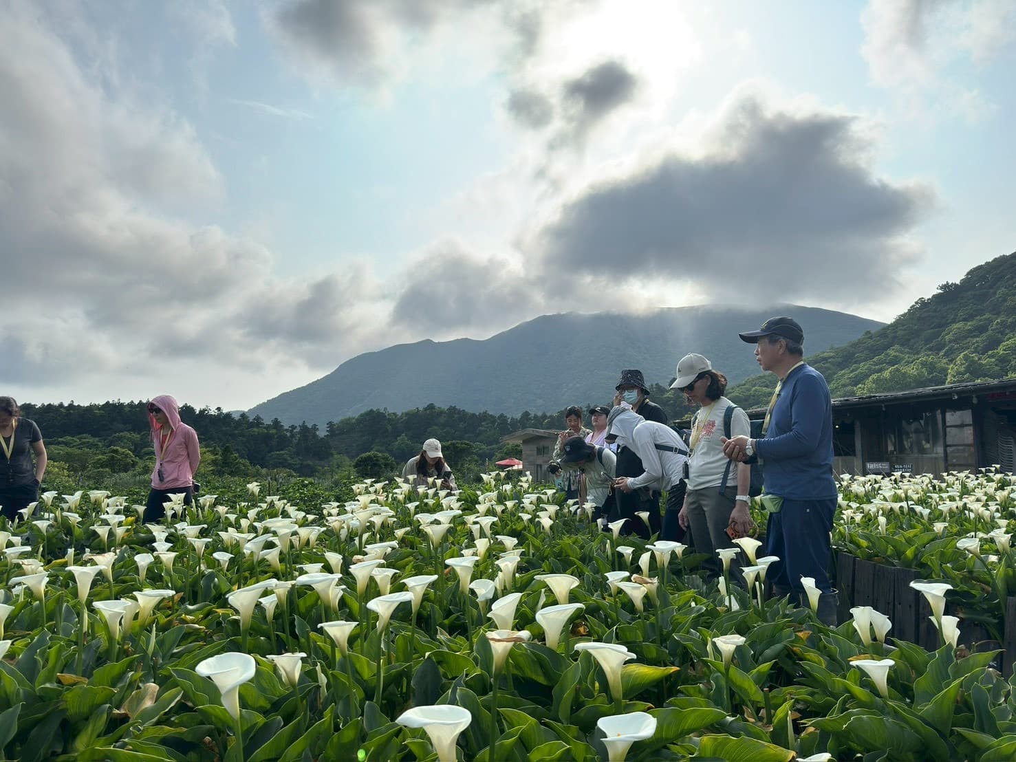 Visitors walking through a calla lily field on Yangmingshan