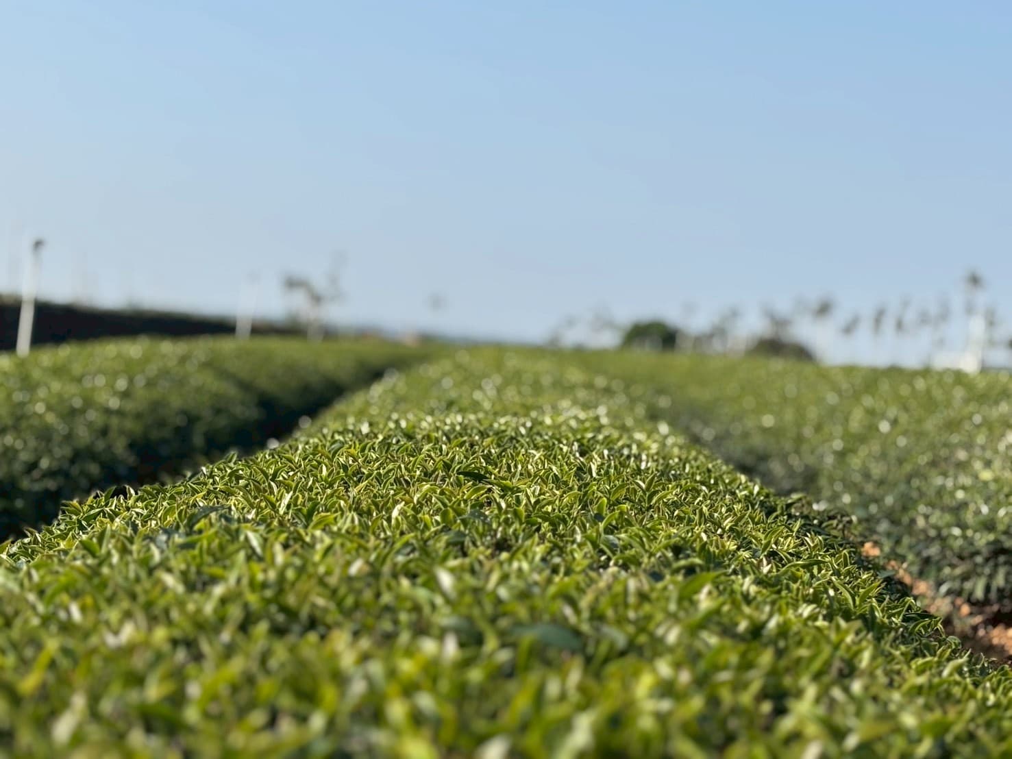 Mingjian Tea tour